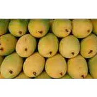 fresh mangoes