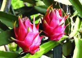 dragon fruit