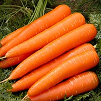 Fresh Carrot