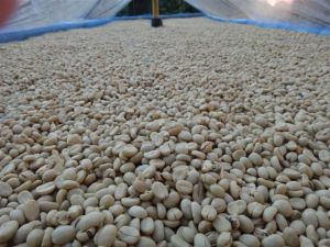coffee beans,  Cultivation Type : Organic