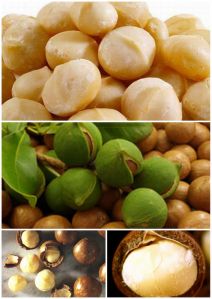 macadamia nut