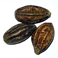 Terminalia Chebula