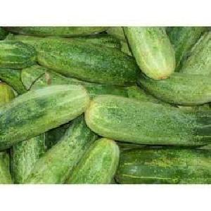 fresh cucumber