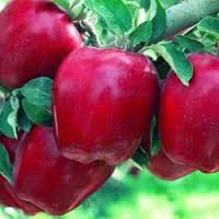 Fresh Red Delicious Apple