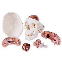 Skull Model with 8 Parts Brain