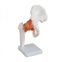 Life-Size Hip Joint