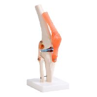 Life-Size Knee Joint