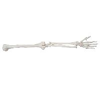 Life-Size Upper Extremity