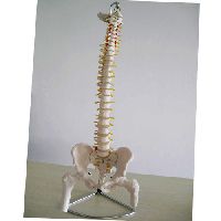 Life-Size Vertebral Column