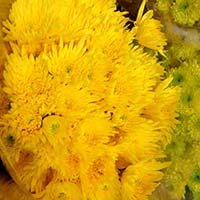 Chrysanthemums Flower