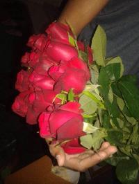 Tajmahal Red Rose