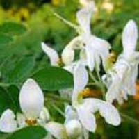 Moringa Oleifera Flower