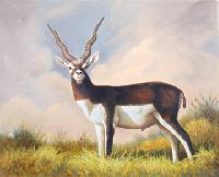 Black buck oil painting