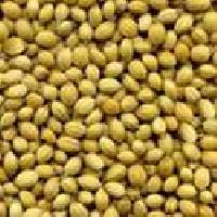 Indian Coriander Seeds Whole
