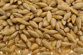 Barley Seeds