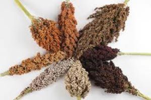 sorghum