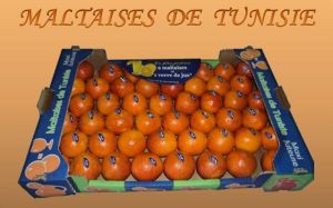 Tunisian Oranges