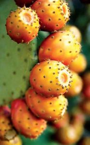 Tunisian Prickly Pears