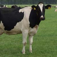 Good quality Live Dairy Cows and Pregnant Holstein Heifers Cow