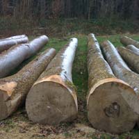 Pine Spruce Birch Oak Ash Logs