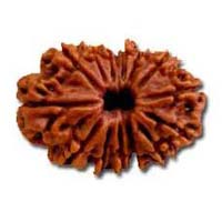 14 Mukhi Rudraksha