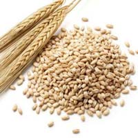 Barley for Animal Feed