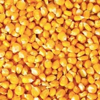 Yellow Corn For Animal Feed