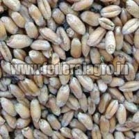 Animal Feed Wheat Seeds