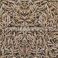 cumin seeds