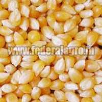 Human Feed Maize Seeds