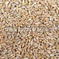 MP Boat Wheat Seeds