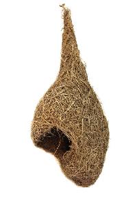 Original weaver bird nest (swing)