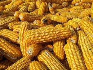 Pure Yellow Maize