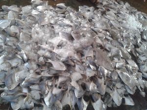 White Pomfret Fish