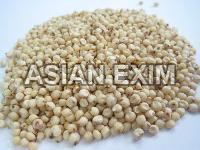 White Sorghum