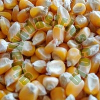 Whole Maize Seeds