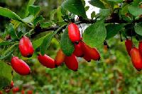 Barberry