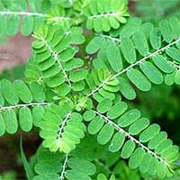 Phyllanthus Niruri / Bhumi Amla