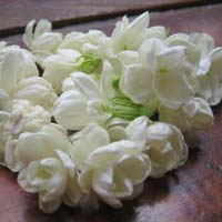 Jasmine Flowers in Kerala - Manufacturers and Suppliers India