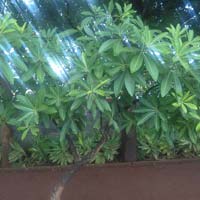 Saptaparni Plants