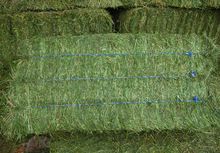 alfalfa hay bales