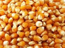 yellow corn,  Seed Type : Hybrid