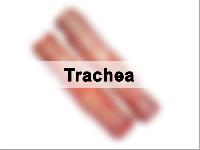 Dried Buffalo Trachea