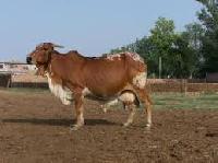 Rathi Cow