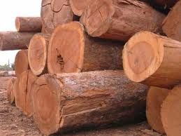Jacaranda Wood Logs