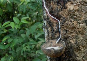 Vietnam Natural Rubber
