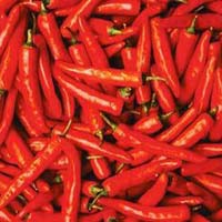 Fresh Red Chilli