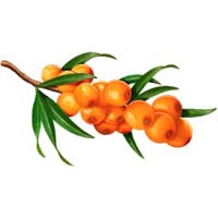 sea buckthorn products