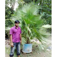 Acoelorrhaphe Wrighti,Palm Trees
