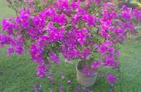 Bougainvellia Alok  Indoor Flowering Plants